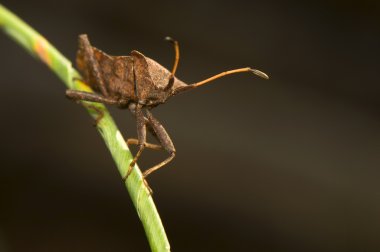 Coreus marginatus