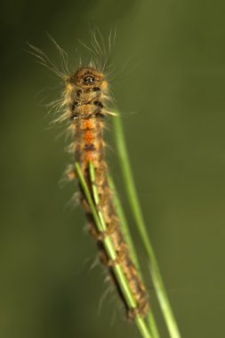 Dendrolimus pini