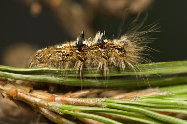 Dendrolimus pini