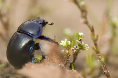 stercorarius geotrupes