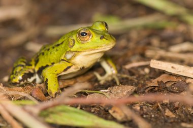 Rana esculenta