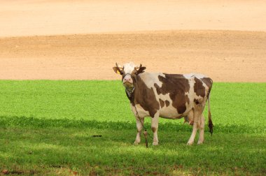 Cow and field clipart