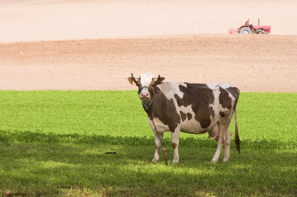 Корова и поле — стоковое фото