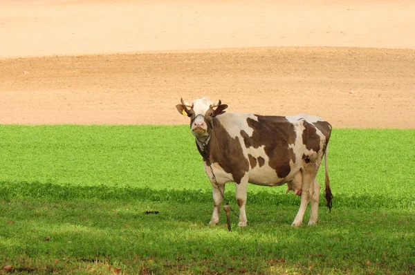 Корова и поле — стоковое фото