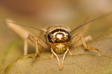 Acheta domesticus