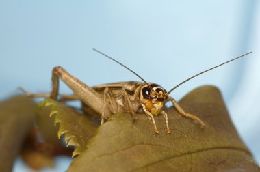 Acheta domesticus