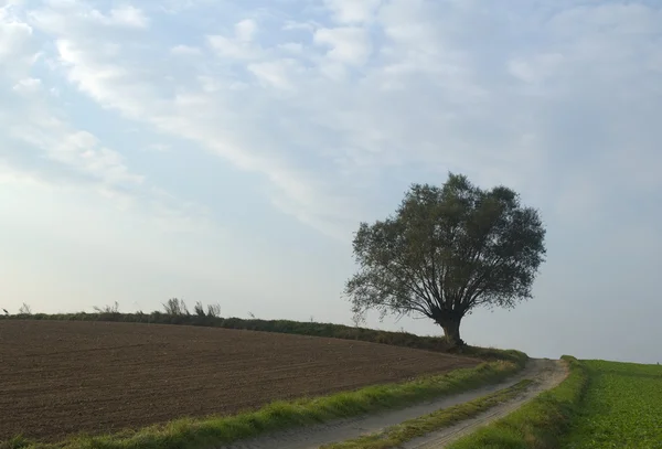 Δέντρο, οδικές και πεδίο — Φωτογραφία Αρχείου