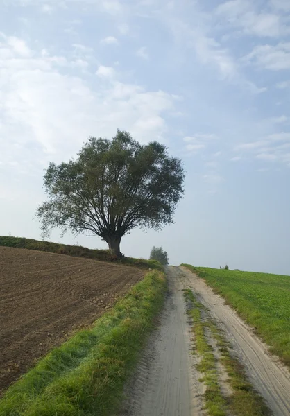 Дерево, дорога и поле — стоковое фото