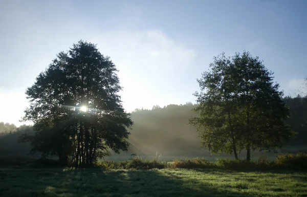 Çayır, ağaç ve güneş ışığı — Stok fotoğraf