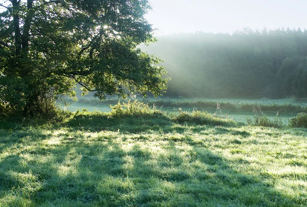草原, 木と日光 — ストック写真