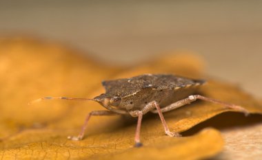 Pentatoma rufipes