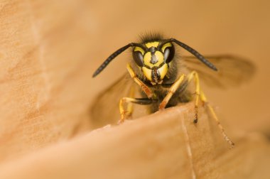 Wasp - face to face clipart