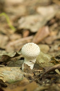 Lycoperdon perlatum