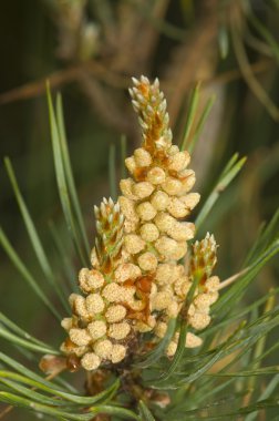 Pine flower