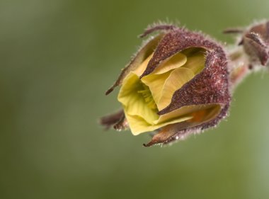 Geum rivale