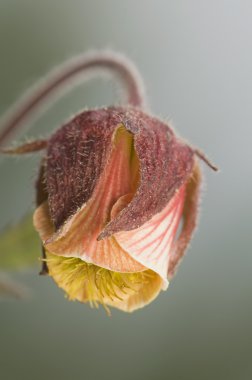 Geum rivale