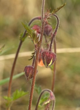 Geum rivale