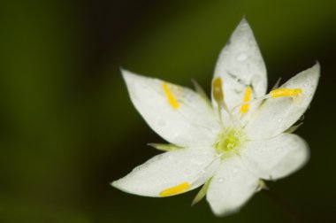 Trientalis europaea