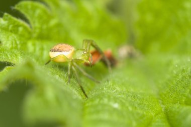 Diaea dorsata