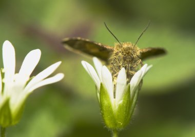 Panemeria tenebrata