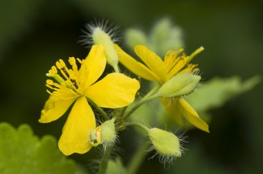 Chelidonium majus