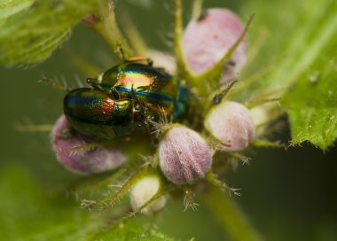 Chrysolina fastuosa