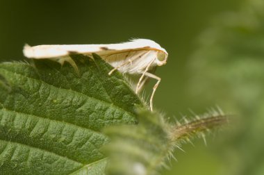 Moth and leaf clipart