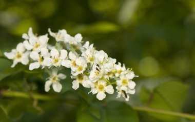 Prunus padus