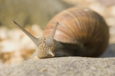 Helix pomatia