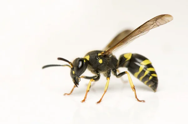 Wasp - gevaar! — Stockfoto