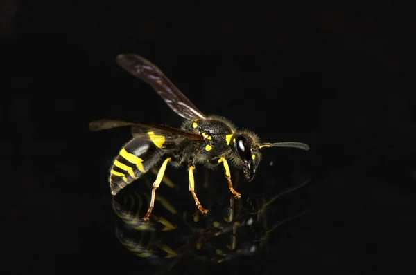 Wasp - tehlike! — Stok fotoğraf