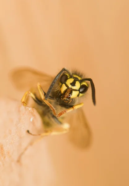 スズメバチ - に直面する — ストック写真
