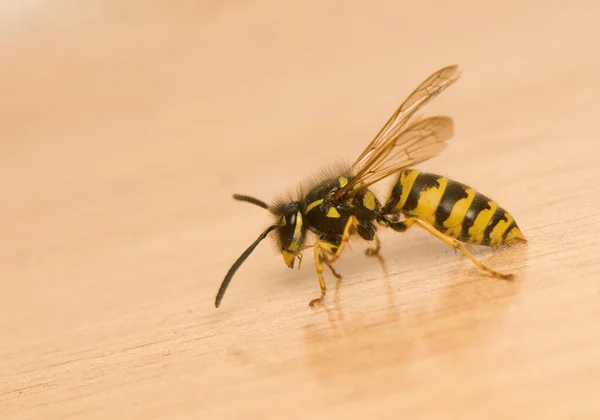 Wasp - gevaar! — Stockfoto