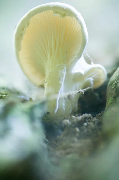 Fungus — Stock Photo, Image