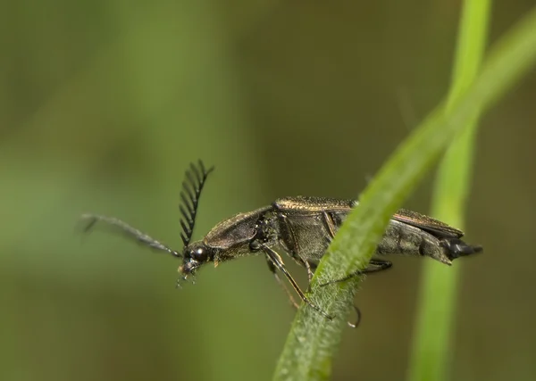 Ctenicera pectinicornis — стокове фото