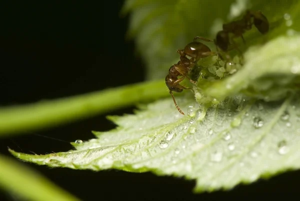 Karıncalar ve yaprak biti — Stok fotoğraf