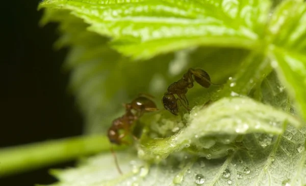 Stock image Ants and aphids