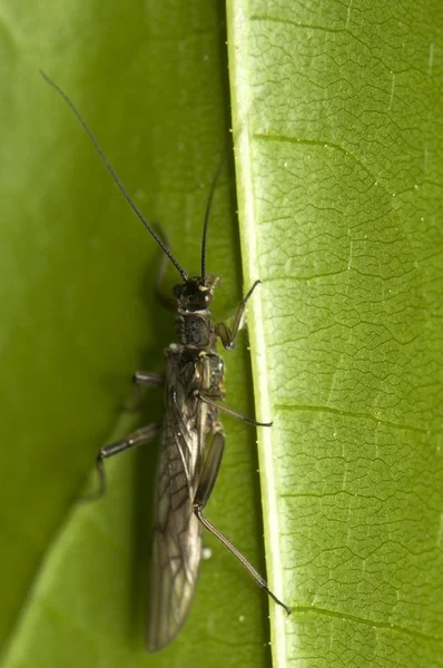Plecoptera — Stok fotoğraf