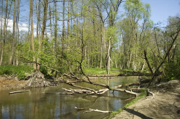 Řeka a strom — Stock fotografie