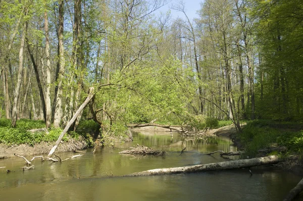 Річка та дерево — стокове фото