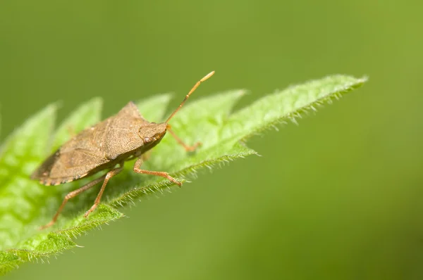 Heteroptera — 스톡 사진