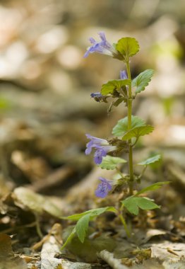 Glechoma hederacea