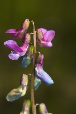 Lathyrus vernus clipart