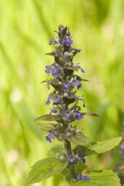 Ajuga sürüngenleri.