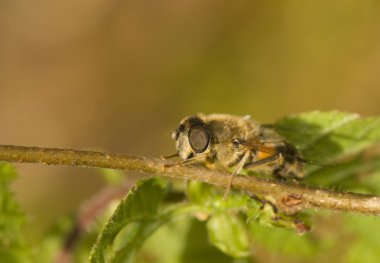 Eristalis tenax