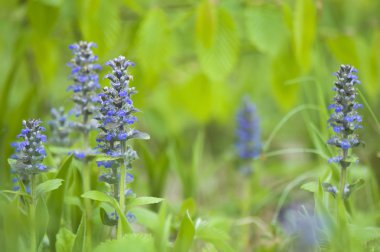 Ajuga sürüngenleri.