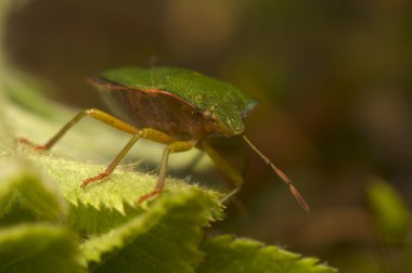 Palomena prasina