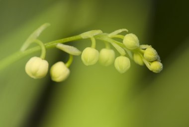 Convallaria majalis