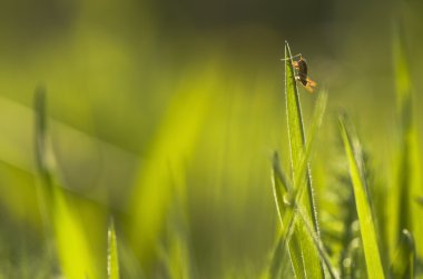 Metrioptera roeselii