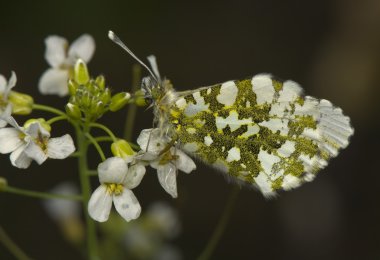 Anthocharis cardamines clipart